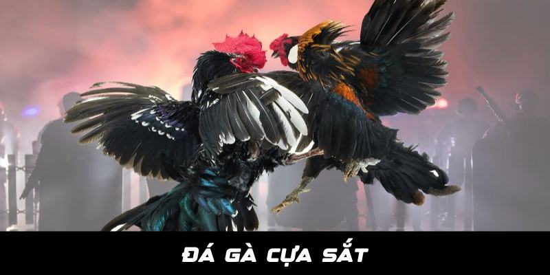 Đá Gà Cựa Sắt - Thiên Đường Giải Trí Dành Cho Kê Thủ Tại Jun88 1 Da ga cua sat