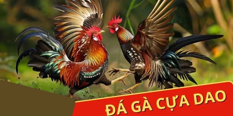 Đá Gà Cựa Dao Jun88 - Những Trận Chiến Khét Nhất Thế Giới 1 da ga cua dao